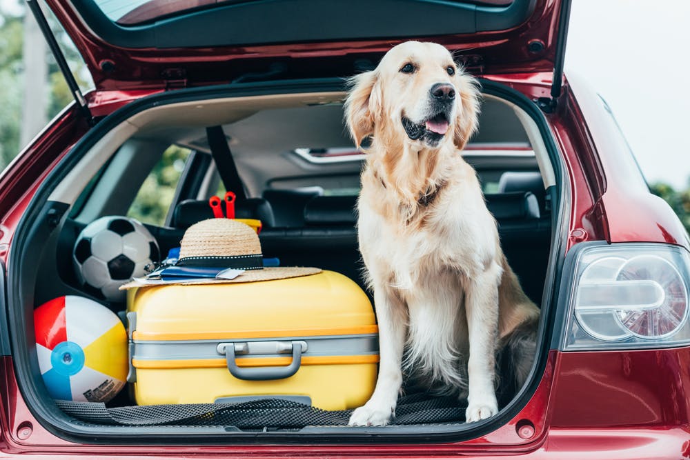 7 Best Pet Friendly Vacation Spots in Texas